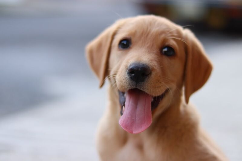 Labrador Puppy Growth Chart: What to Expect Month by Month