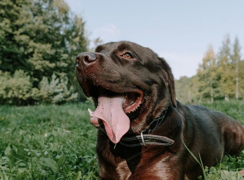 How Hot Is Too Hot for a Labrador?