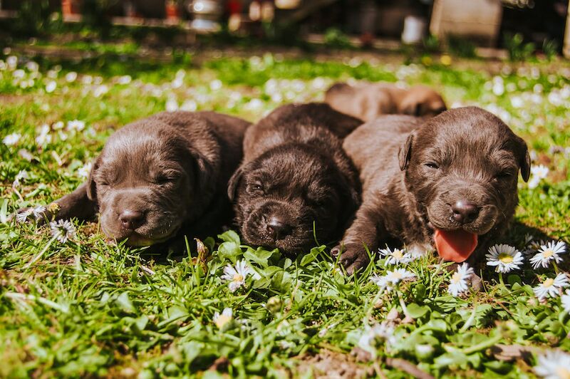 Labrador Inbreeding Coefficient Explained