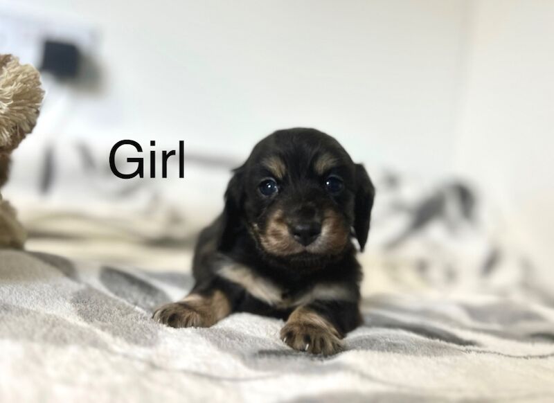 3 adorable mini longhair dachshunds 