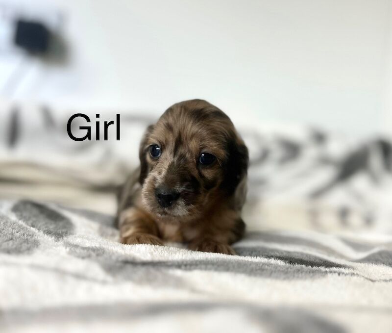 4 beautiful kc registered miniature longhair dachshunds...