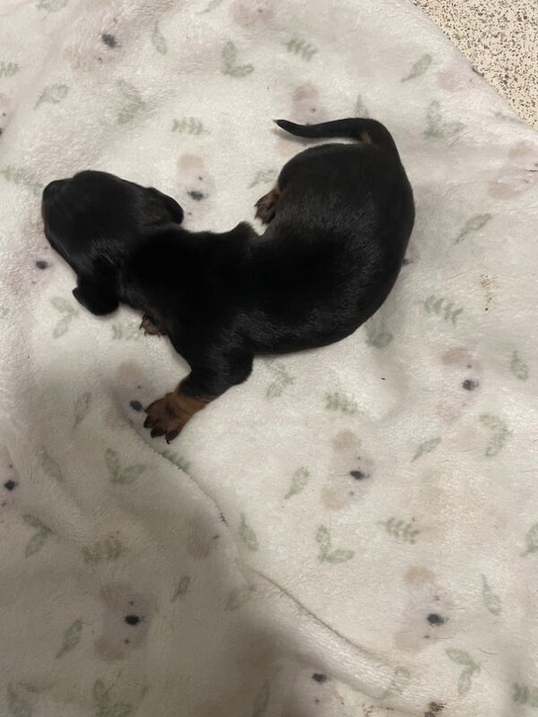 Beautiful dachshund puppies 