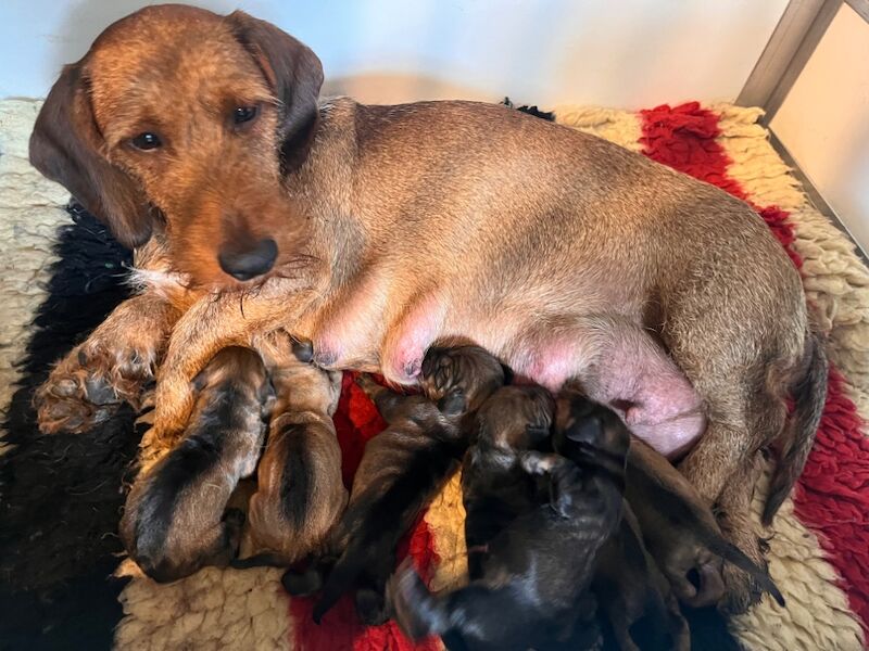 FULLY health tested Teckels- standard Wirehaired...