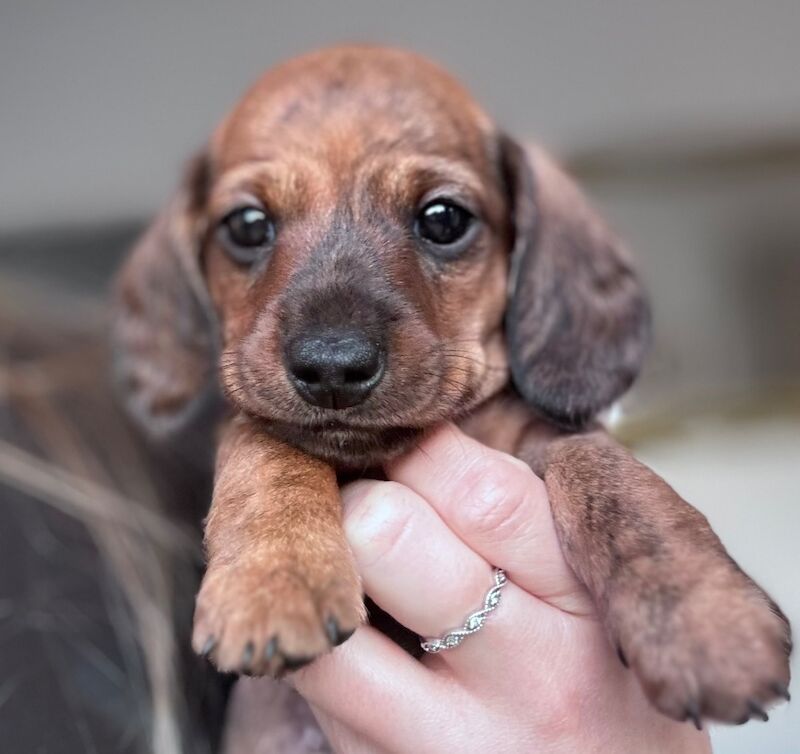 Gorgeous Girls mini dachshund puppies
