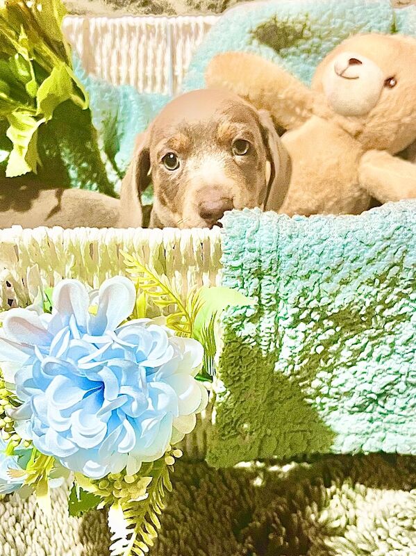 Isabella and lilac miniature dachshund puppies 