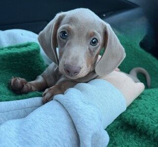 Isabella and Tan Male Miniature Smooth Haired...