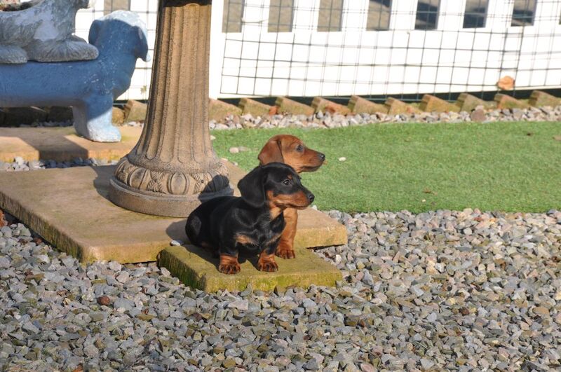 KC Reg Miniature smooth Dachshund Puppy Girls