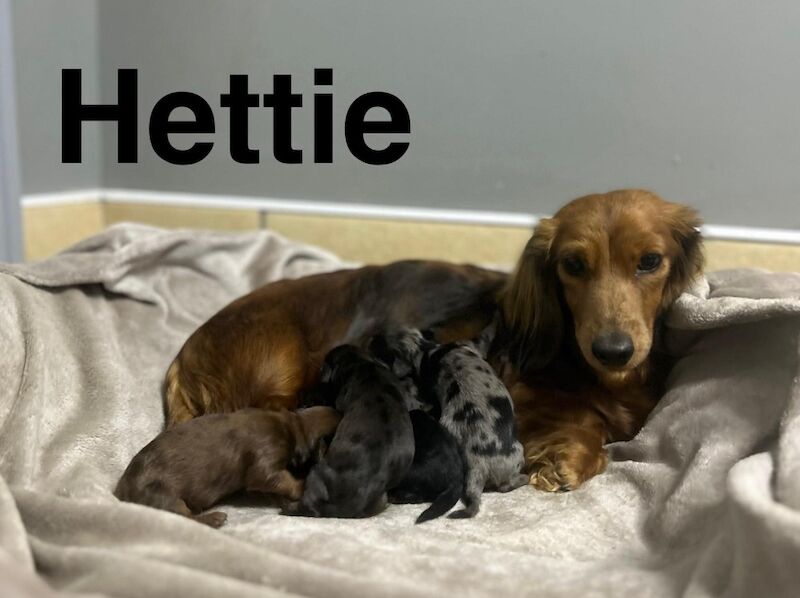 Loving boy still looking for a home