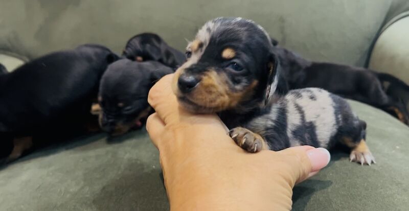 Mini dachshund babies dapple black & tan 
