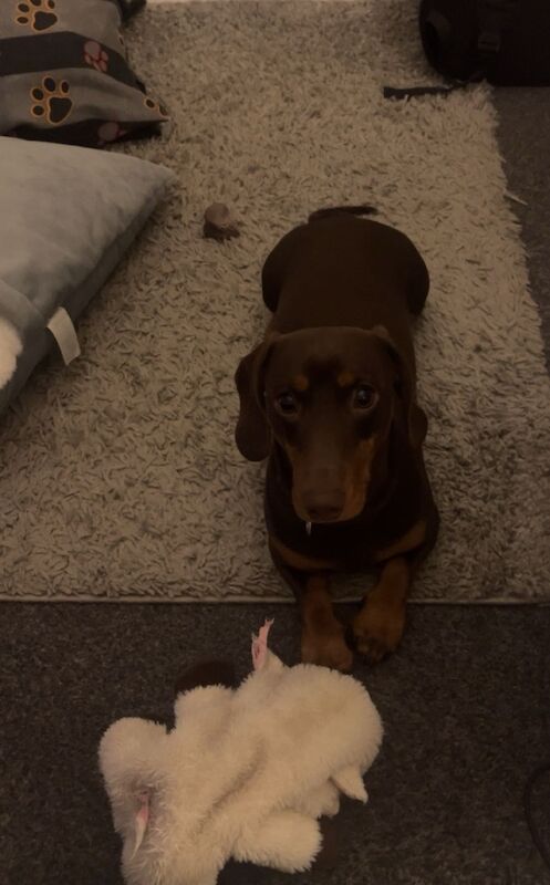 Mini dachshund for rehome