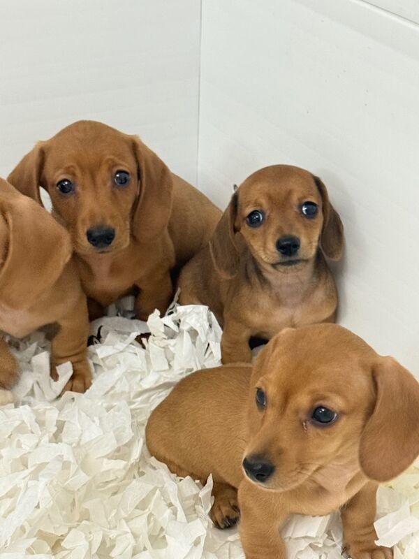 Miniature Dachshund puppies ready now