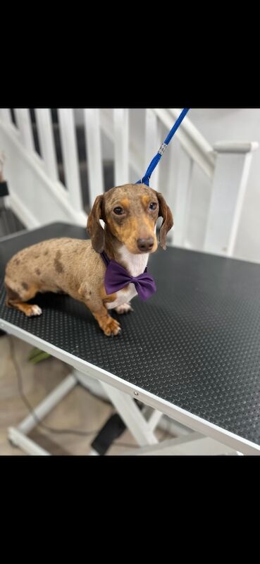 Miniature dapple dachshund 
