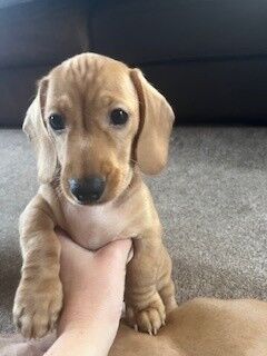 Rare Cream Smooth Haired Miniature Dachshunds