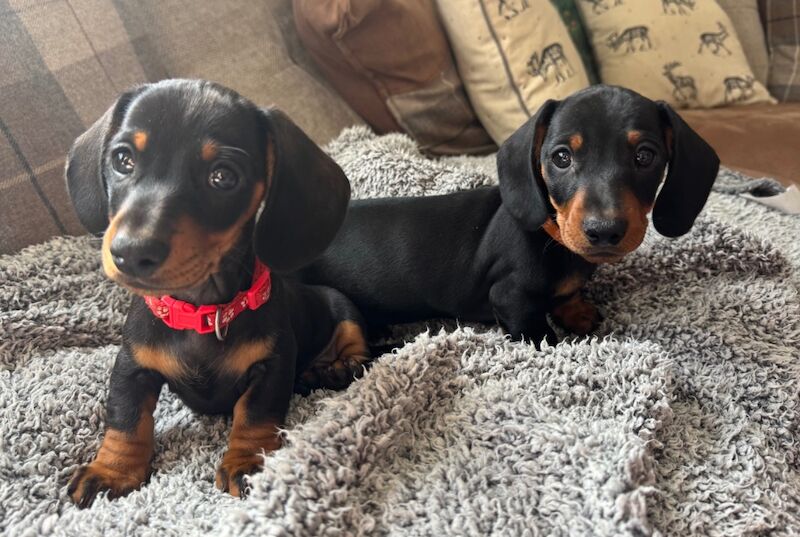 1 boy left*KC registered, PRA clear mini dachshund...
