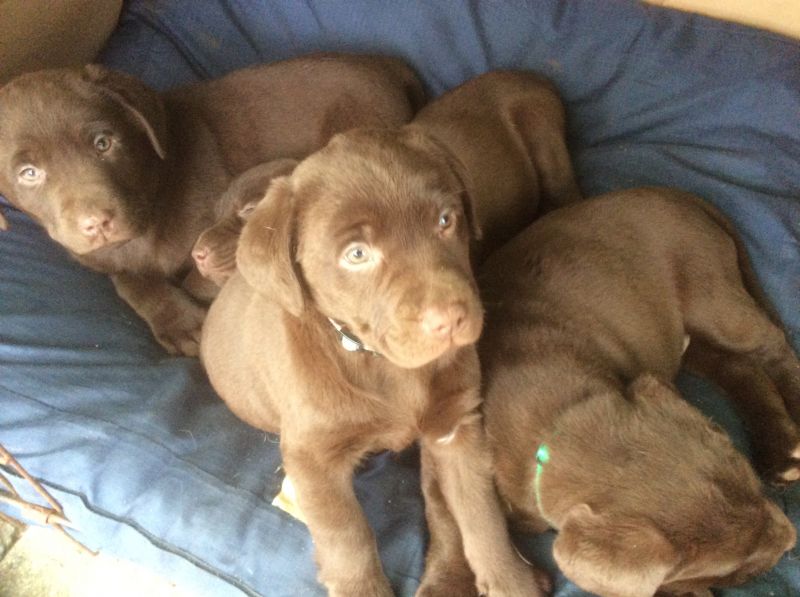 Pedigree Chocolate Labrador Puppies For Sale in Steyning, West Sussex