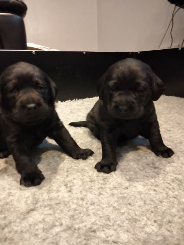KC registered black Labrador puppies for sale in Stonehouse, South Lanarkshire - Image 1