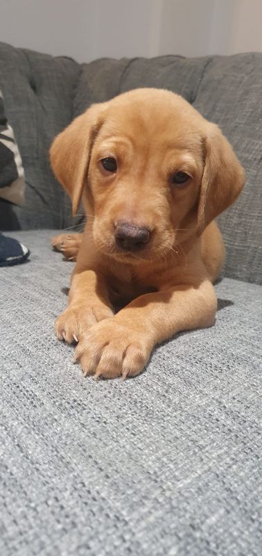 Labrador Puppies For Sale In Portsmouth Hampshire Under 2 500 Labrador Puppies For Sale In Portsmouth Hampshire Under 2 500