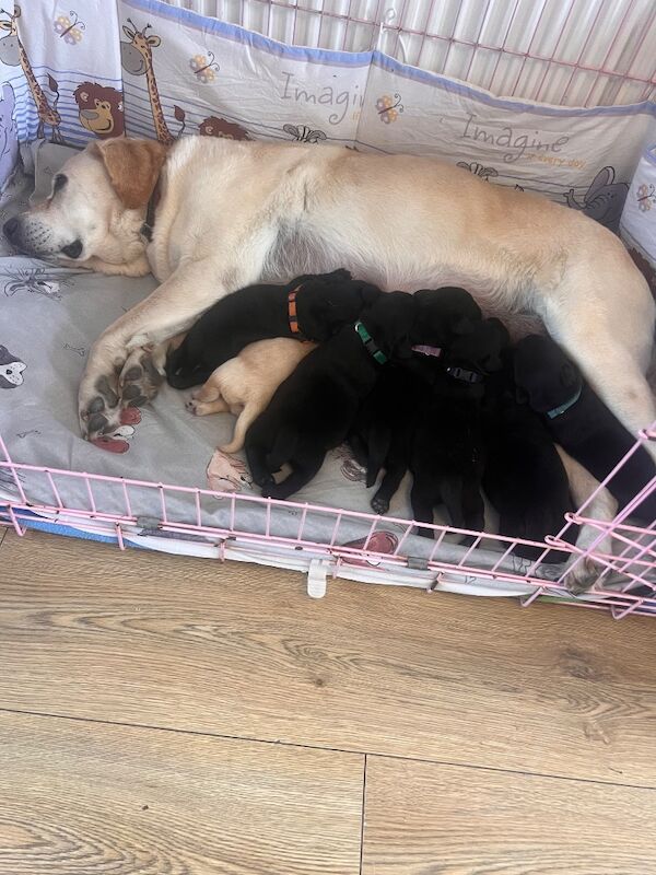 Beautiful Lab puppies looking for their forever home!