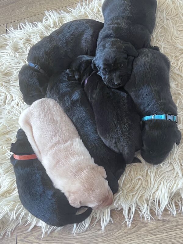 Beautiful Lab puppies looking for their forever home! - Image 2 of 8