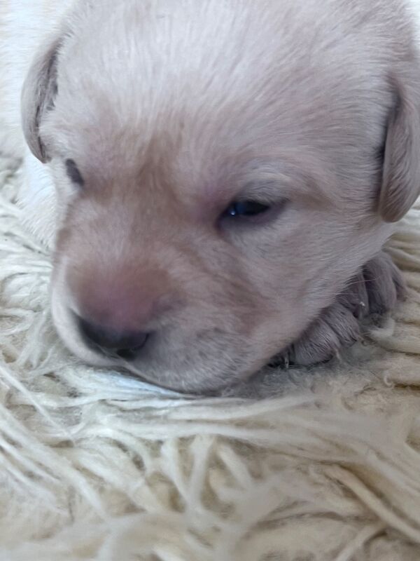Beautiful Lab puppies looking for their forever home! - Image 3 of 8