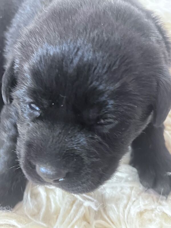 Beautiful Lab puppies looking for their forever home! - Image 4 of 8