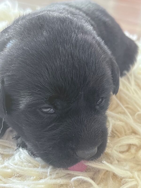 Beautiful Lab puppies looking for their forever home! - Image 5 of 8