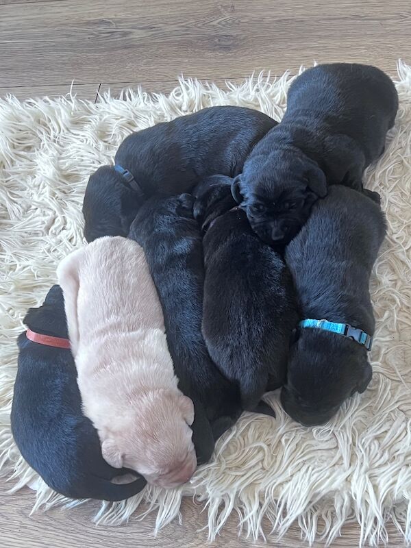 Beautiful Lab puppies looking for their forever home! - Image 6 of 8
