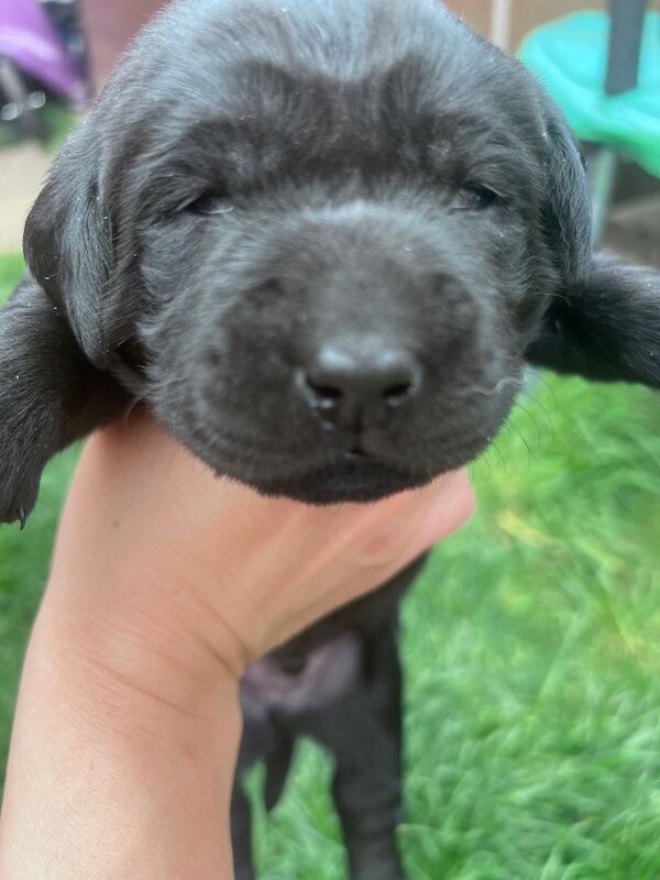Beautiful Lab puppies looking for their forever home! - Image 7 of 8