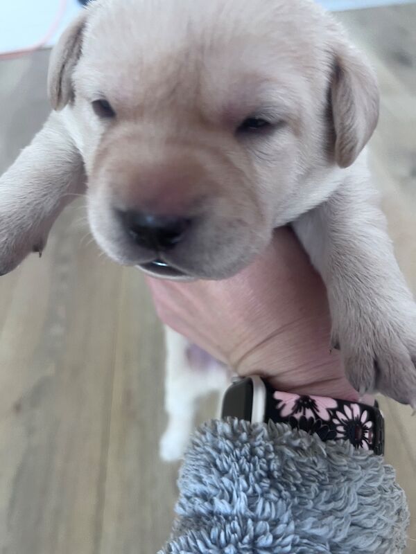Beautiful Lab puppies looking for their forever home! - Image 8 of 8