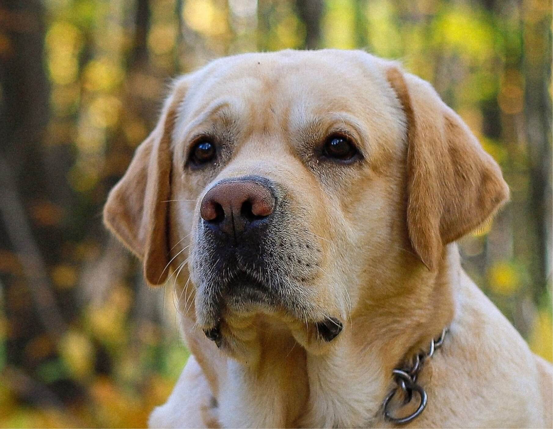 Adult Labrador outdoors