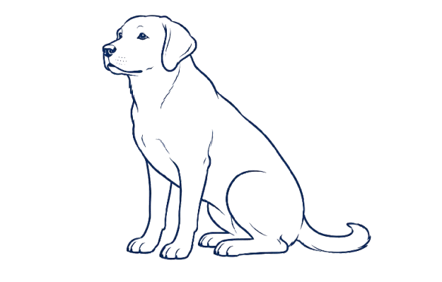 Labrador outline illustration