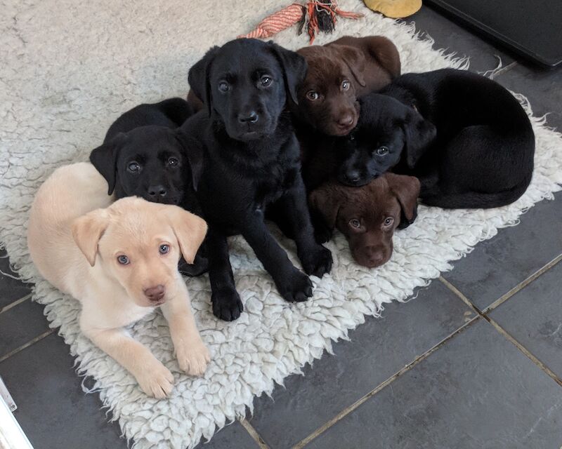 Mrs V & Miss K Marshall - Labrador breeder