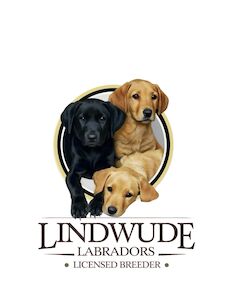 Lindwude Labrador