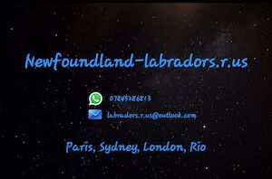 Stuart geddes - Labrador breeder