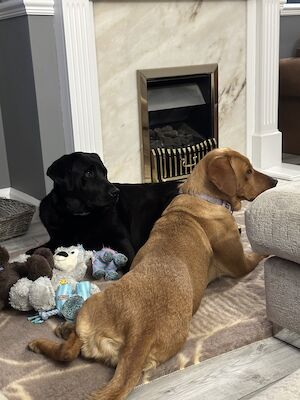 Aimee - Licensed Labrador Breeder