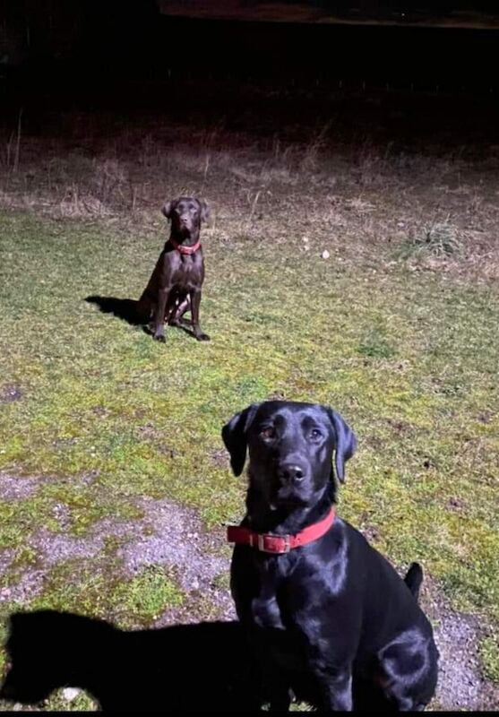 Nicholas Burgin - Labrador breeder
