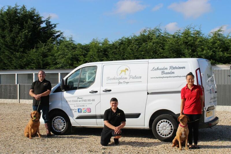 Ben Ingram - Licensed Labrador breeder