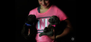 Sarah - Licensed Labrador breeder