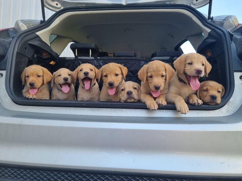 RainbowLabs - Licensed Labrador Breeder