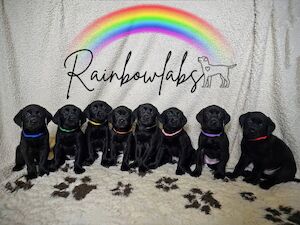 RainbowLabs - Licensed Labrador breeder