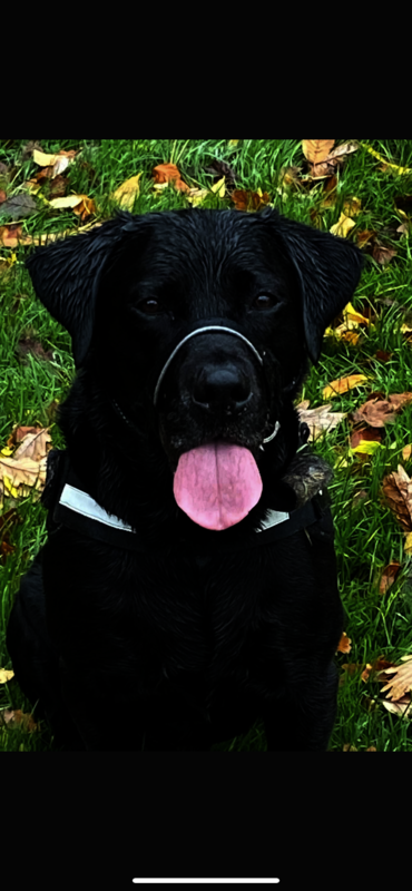 Tracey Rowlands - Labrador breeder