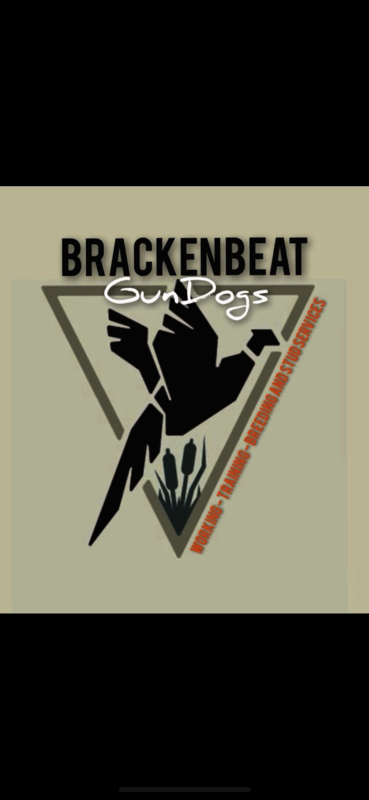 BrackenBeat GunDogs - Licensed Labrador breeder