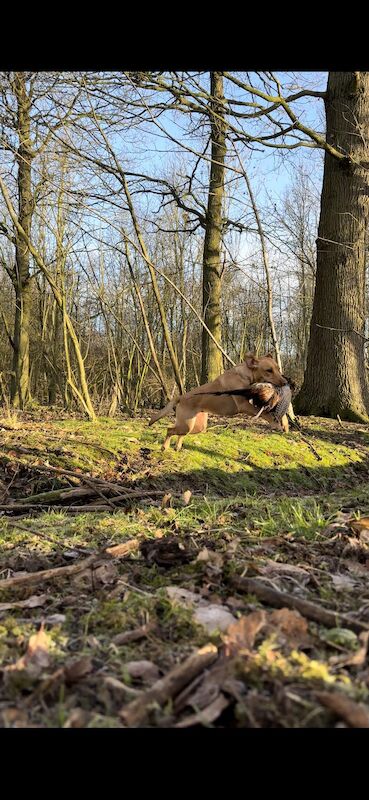 Josh Kidd - Labrador breeder