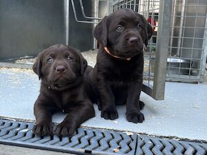 Clare Moore - Licensed Labrador breeder