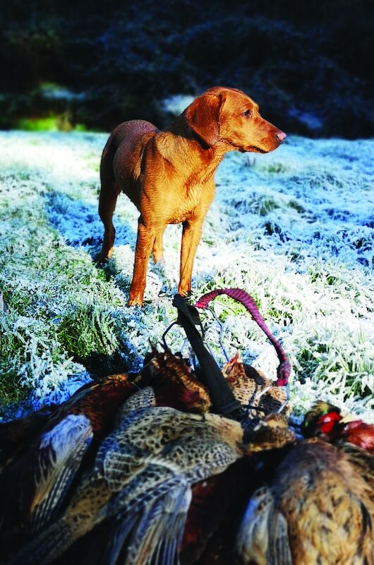 Ben Callister - Labrador breeder
