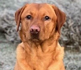Richard Lee - Labrador breeder