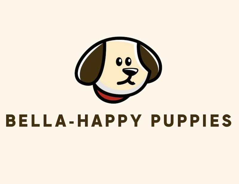 Marek Lankiewicz - Licensed Labrador breeder