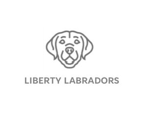 Amy Bennett - Licensed Labrador breeder