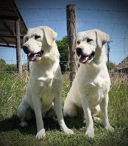 Wendy anderson - Licensed Labrador breeder