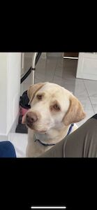 Zoe